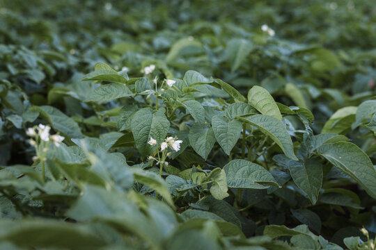 patatas en flor