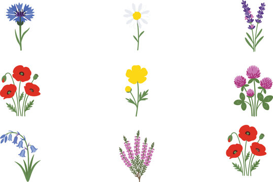 Meadow and Garden Flower Illustration Set with Cornflower Daisy Lavender Poppy Buttercup Clover Bluebell and Heather for Botanical and Floral Design