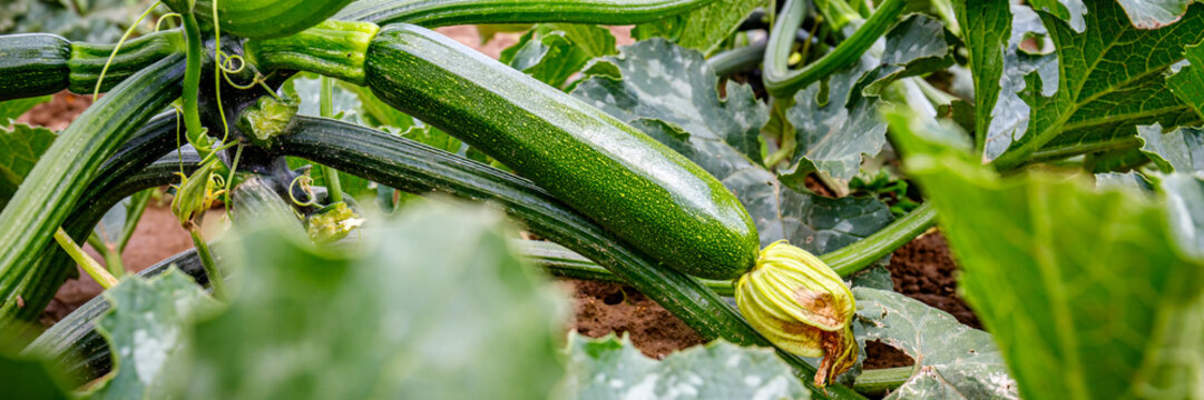 Gardening in a field with zucchini plants growing during midday in a rural area