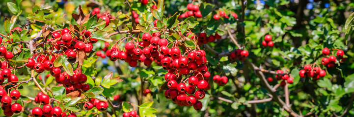 Obraz premium Bright red berries grow on green branches in a sunny location during the daytime in a garden