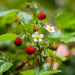 Fototapeta premium Wild strawberries grow among green leaves in a sunny garden setting during springtime