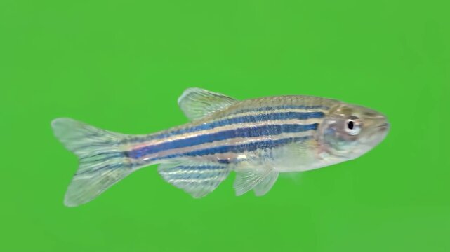 Beautiful close-up of a zebrafish swimming against a green background.