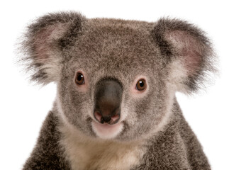 Naklejka premium Isolated endearing close-up portrait of a young koala looking directly forward