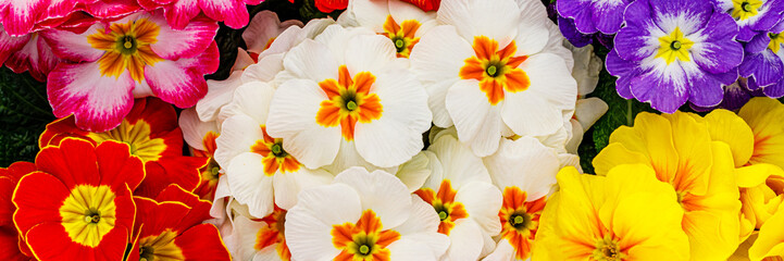 Fototapeta premium Flowers in various colors bloom together on a sunny day in a garden setting during spring season