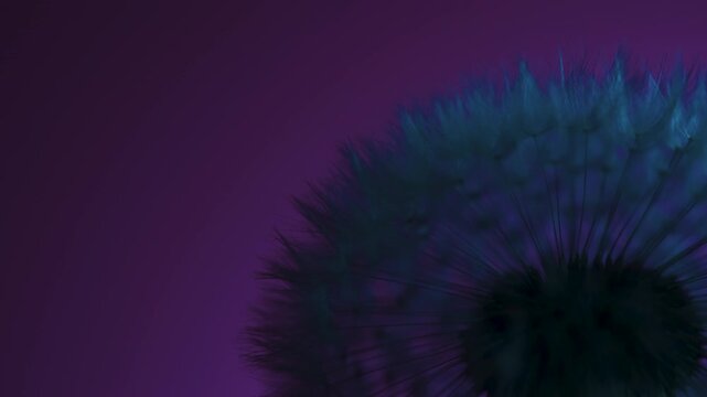 Macro close up of dandelion clock