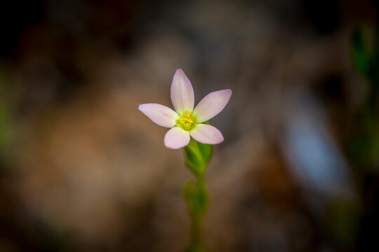 Lesser centaury flower macro in Mallorca with soft bokeh background