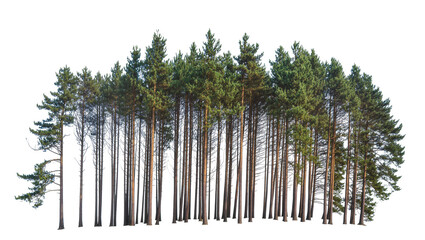 Isolated natural green pine trees standing tall, a beautiful dense forest cluster element © Diego
