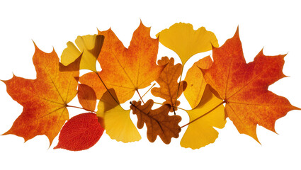 Isolated collection of vibrant autumn leaves showcasing fall colors and natural beauty © Ciara