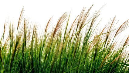 Fototapeta premium Isolated vibrant green grass stalks with golden brown seed plumes swaying in a soft breeze