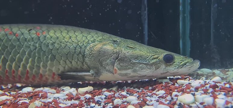 Close-up of an Arapaima Gigas (Pirarucu) Resting on the Gravel Bed of a Freshwater Aquarium