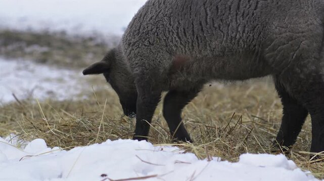 Cute Black Lamb Grazing on Hay in Early Spring Farm