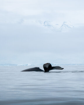 View of a whale tail and back emerging from the calm ocean water with misty snow-covered mountains in the background Antarctica.