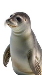 Isolated adorable seal pup, a beautiful marine mammal, looking up with a gentle expression on its face © Francisco