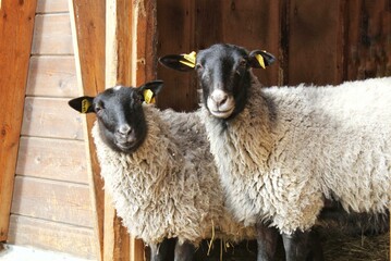 Two Romanov sheep with black heads and grey wool standing inside a wooden barn entrance with yellow identification tags on their ears looking at the camera in a livestock farming facility environment © Lidia