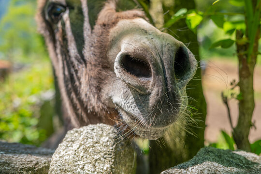 donkey close up, foal Equus asinus, Equus africanus asinus, rustic scene with donkey feeding on fresh pasture on sunny day, Farm Animal Portrait
