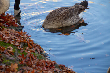Canadian geese swimming peacefully in pond, bathed, migrating geese, water habitat, animal life, calm waters, nature scene, wildlife in sunlight © kittyfly