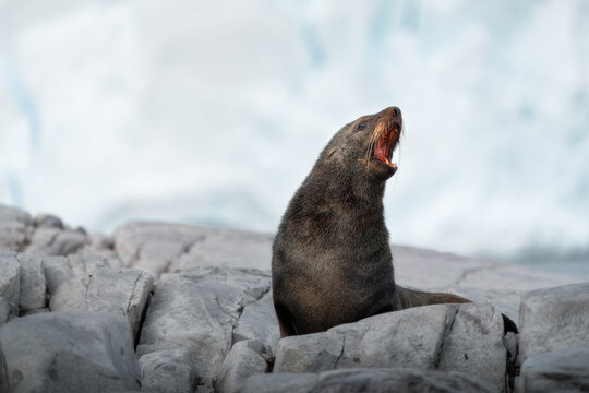 View of an Antarctic fur seal with its mouth open sitting on grey rocks in front of a blurry glacier Antarctica.