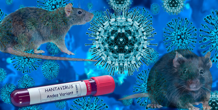 HANTAVIRUS Andes variant. Blood test with Hantavirus and mice