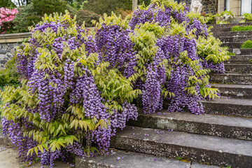 Obraz premium A beautiful spring garden in full bloom