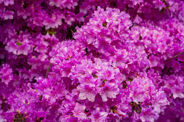 Obraz premium A beautiful spring garden in full bloom