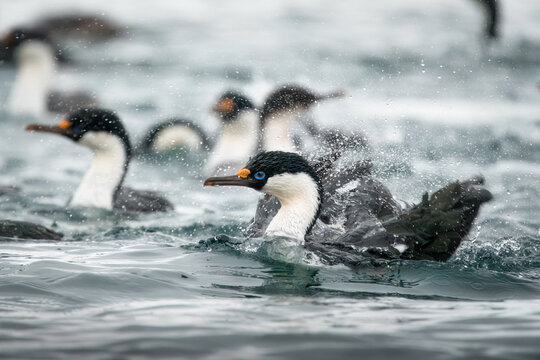 View of Antarctic shags splashing in the cold ocean water with droplets flying around Antarctica.
