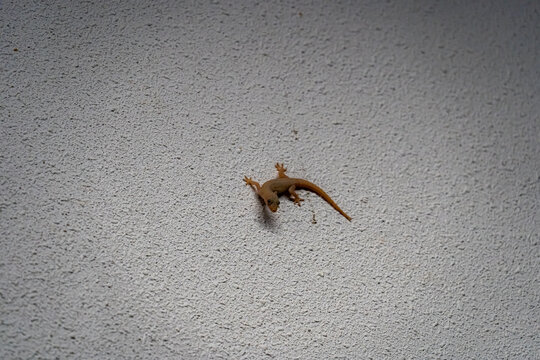 壁に張り付くヤモリ、シンガポール