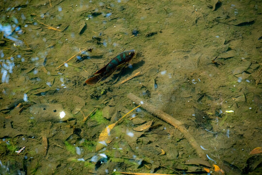 池の熱帯魚、シンガポール