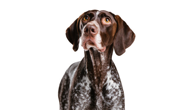 Isolated German Shorthaired Pointer dog looking up, curious, intelligent, attentive, portrait
