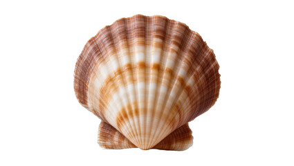 Isolated single natural brown and white scallop shell showing unique ribbed surface pattern © Francisco
