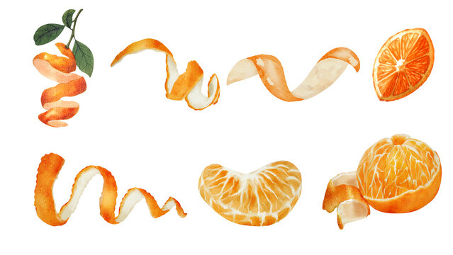 Vibrant watercolor set of fresh citrus elements orange peels, juicy fruit slices, and tangerine segments, embodying natural zest and freshness