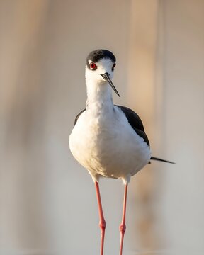 Black-winged stilt with red eyes standing in golden light
