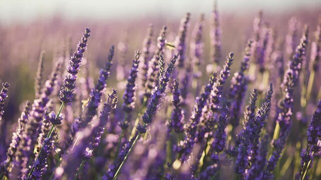 Bees pollinate purple lavender fields in Provence, France. Insects collect nectar from blooming crops in Provence, France. Sunlight hits lavender farm landscape in Provence, France