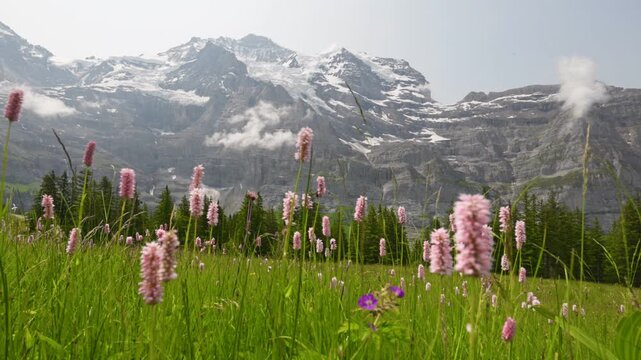 Pink wildflowers grow in alpine meadow of Lauterbrunnen, Switzerland. Snowy mountain peaks rise above Lauterbrunnen, Switzerland. Green valley surrounds rocky cliffs in Lauterbrunnen, Switzerland