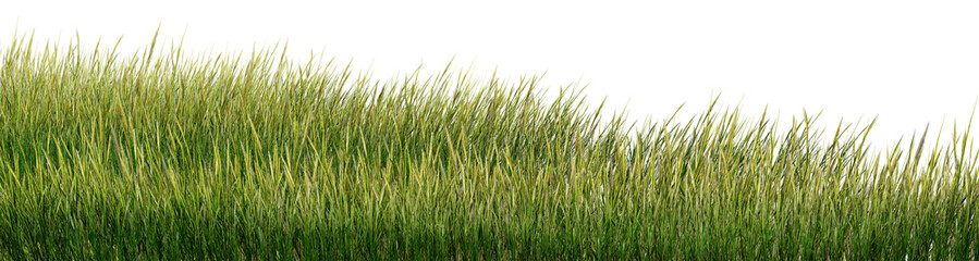 green grass isolated on white/High-quality realistic green grass border isolated on white background. Lush meadow blades with sharp details, perfect for nature-themed designs and architectural visuali © Saharattaphum