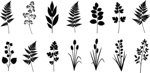 Collection of black botanical silhouettes, including ferns, leaves, and grasses nature plant leaf © Graphic Shops