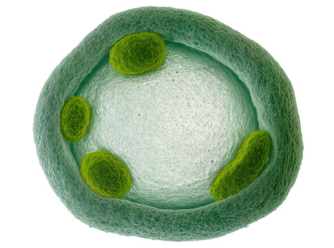 Isolated microscopic view of complex green cell or microbial structure with internal bodies