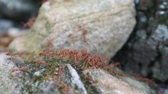 Macro footage showing the busy movement of red ants as they navigate through rocky terrain and green moss.