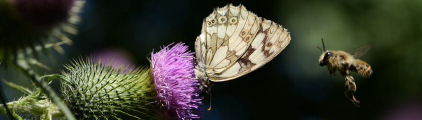 Schmetterling 1389 © K.-U. Häßler