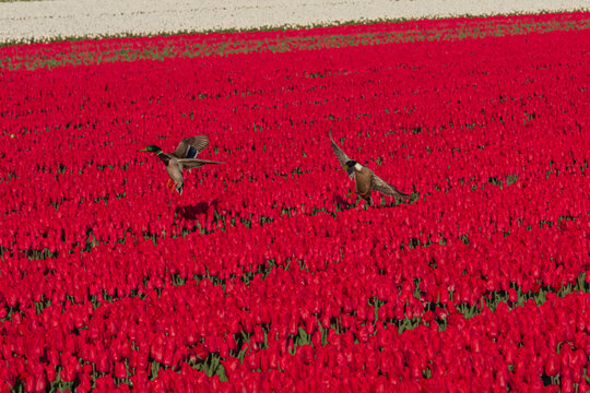 View of two mallard ducks flying over a vast field of blooming red tulips under bright daylight in Ursem, North Holland, Netherlands.