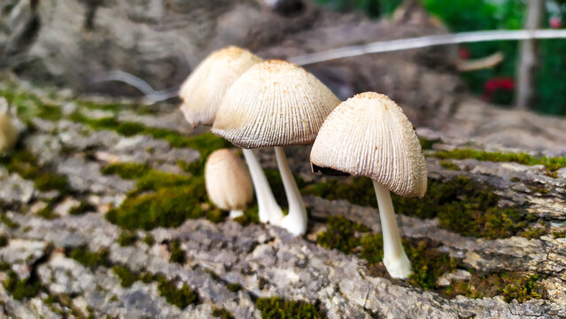 
Close-up of Coprinellus-type inky cap mushrooms in various growth stages on mossy bark &mdash; scientific botanical macro detail.