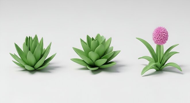Three stages of plant growth: bud, leaves, flowering on a white background