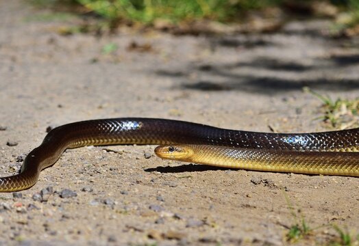 &Auml;skulapnatter (Zamenis longissimus) im Nationalpark Thayatal, Tschechien