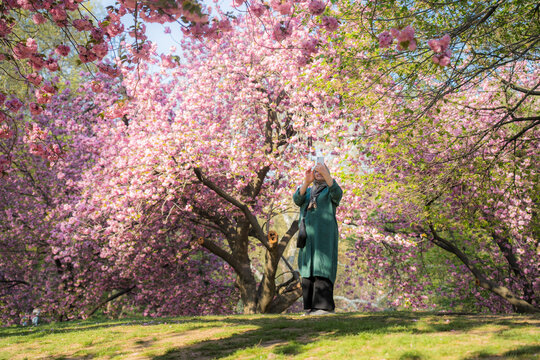View of a woman taking a photo under blooming pink cherry blossom trees in Central Park, New York, New York, United States.