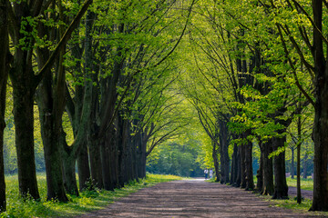 Fototapeta premium Spring landscape, Nature gravel pathway through the wood, Lush young green leaves on the tree, Rows of big trees tunnel along the walkways, Amsterdamse Bos (Forest) Amsterdam, Amstelveen, Netherlands.