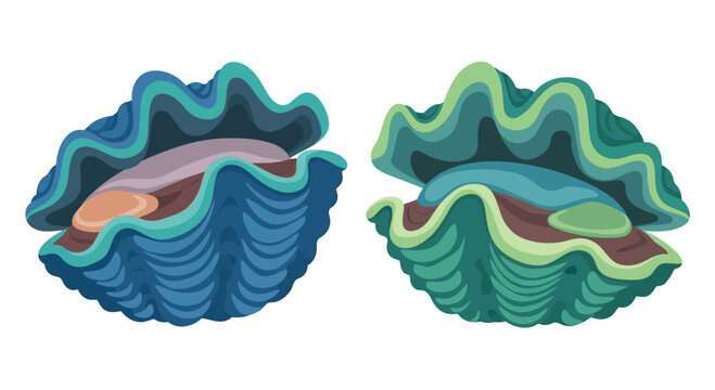 Two Open Clamshells, Blue and Green, Showing Interior