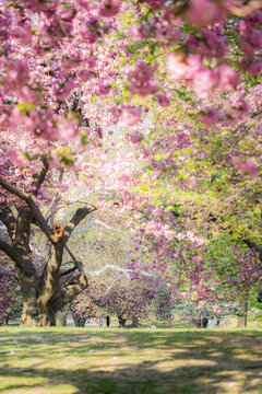 View of cherry blossoms in Central Park with people walking on the grass under blooming trees in New York, New York, United States.