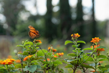 Butterfly drinking nectar from lantana camara flowers © Lucia Tieko