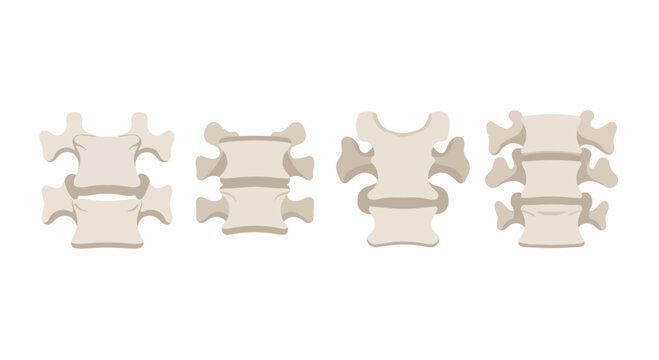 Human Spine Vertebrae Anatomy Illustration - Medical and Educational Visual