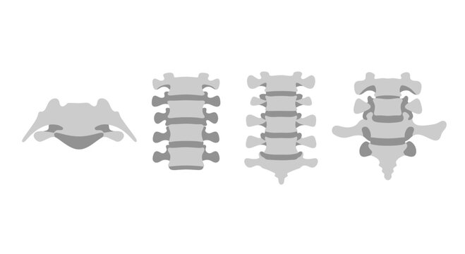 Human Cervical Vertebrae Anatomy Illustration, Isolated on White
