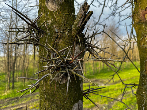honey locust tree in the forest